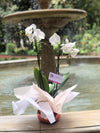 Orquidea