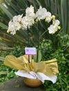 Orquidea
